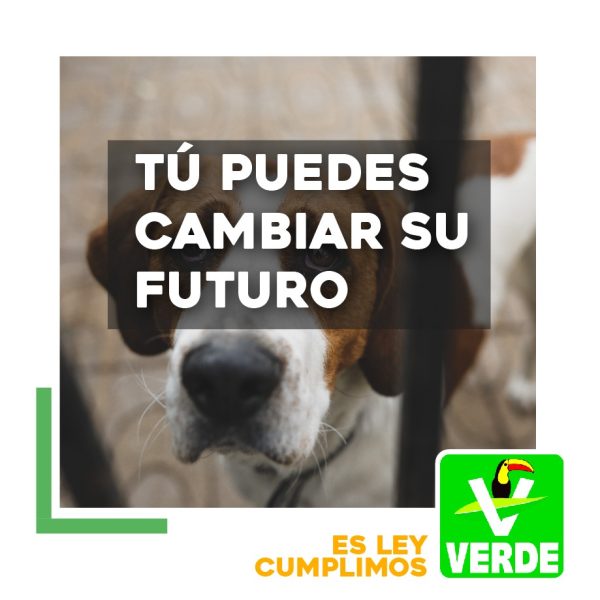 PARTIDO VERDE REFORMA LEY PARA CASTIGAR A QUIEN MALTRATE A LOS ANIMALES.