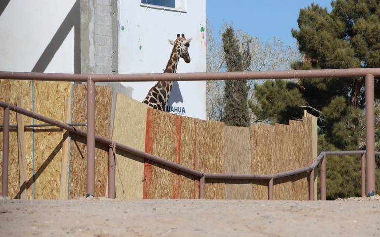 Llega remolque de Áfricam Safari donde trasladarán a Benito a Puebla