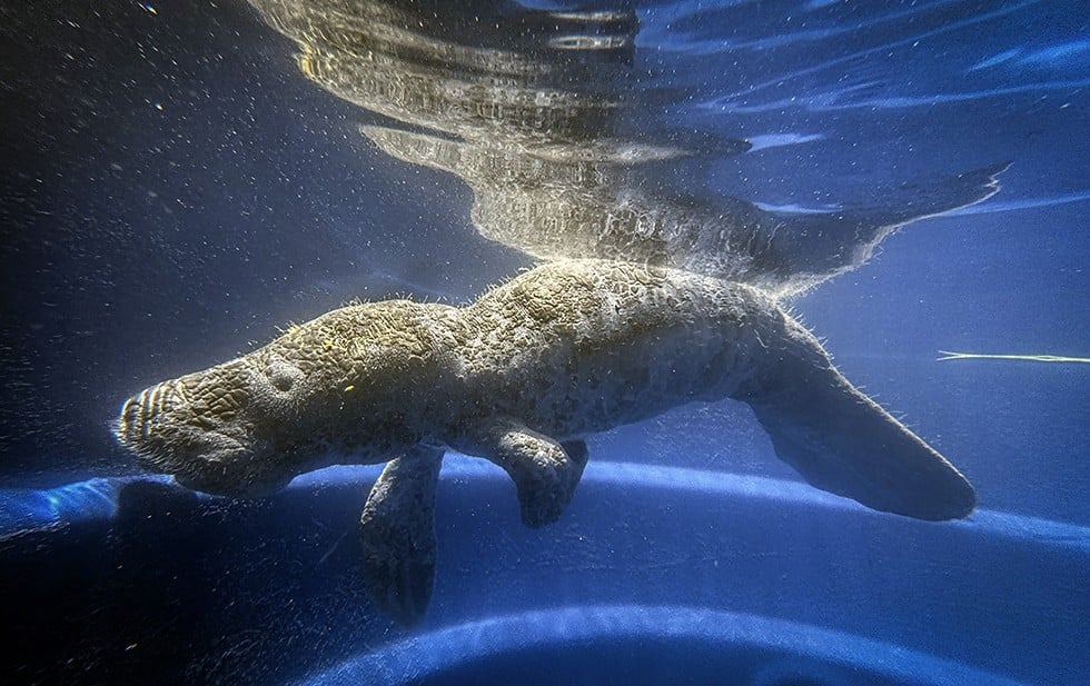Un joven manatí reaviva la esperanza en Amazonía para esta especie en peligro